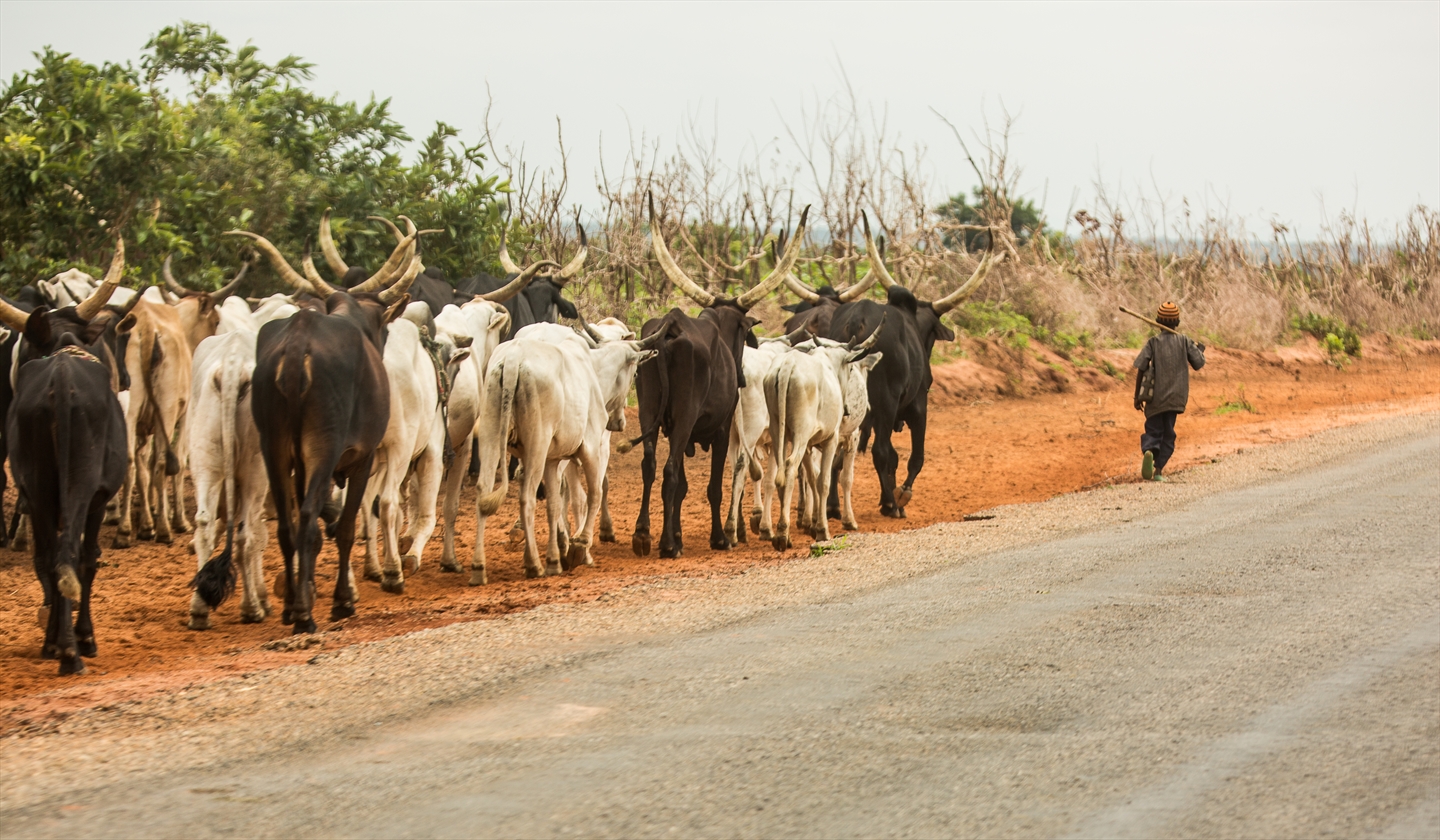 Nigeria Cattle Grazing Ban Seeks To End Fulani Violence World Watch Monitor 8207